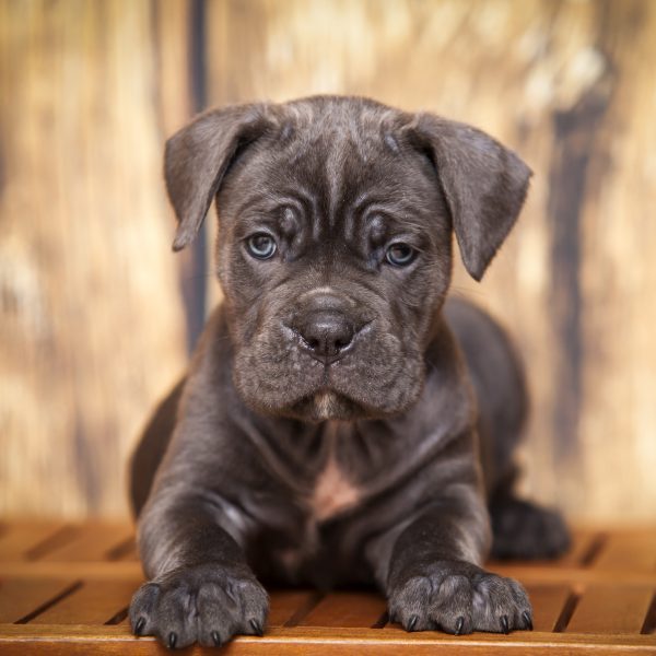Perfect Paws Home pets